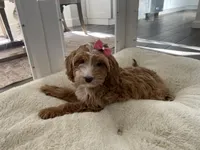 Rosie, a female Cavapoo and Cockapoo for sale in Scottsdale, AZ – 4 of 7
