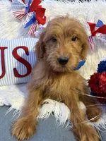 Billy, a male Goldendoodle for sale in Scottsdale, AZ – 5 of 5