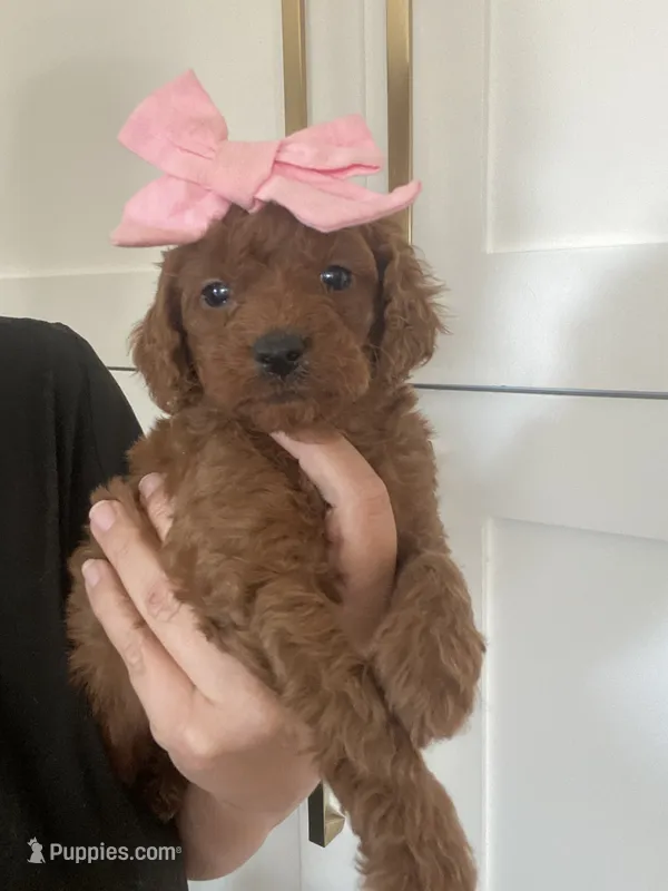 Kensie – Miniature Goldendoodle puppy for sale in Scottsdale, AZ