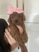 Kensie, a female Miniature Goldendoodle for sale in Scottsdale, AZ – 1 of 4