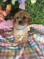 Tate , a male Cavalier King Charles Spaniel and Miniature Goldendoodle for sale in Scottsdale, AZ – Photo 4 of 5