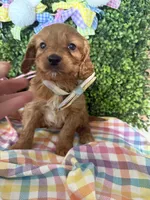 Tate , a male Cavalier King Charles Spaniel and Miniature Goldendoodle for sale in Scottsdale, AZ – Photo 3 of 5