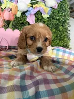 Tate , a male Cavalier King Charles Spaniel and Miniature Goldendoodle for sale in Scottsdale, AZ – Photo 1 of 5