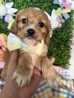 Tate , a male Cavalier King Charles Spaniel and Miniature Goldendoodle for sale in Scottsdale, AZ – Photo 2 of 5