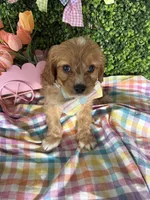 Tate , a male Cavalier King Charles Spaniel and Miniature Goldendoodle for sale in Scottsdale, AZ – Photo 5 of 5