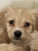 Brodie, a male Cockapoo and Golden Cocker Retriever for sale in Scottsdale, AZ – Photo 1 of 2