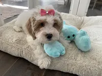 Millie , a female Cavapoo and Cockapoo for sale in Scottsdale, AZ – 5 of 7