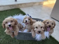 Beckham, a male Miniature Goldendoodle and Miniature Labradoodle for sale in Scottsdale, AZ – Photo 4 of 4