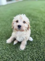 Beckham, a male Miniature Goldendoodle and Miniature Labradoodle for sale in Scottsdale, AZ – Photo 2 of 4