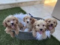 Beckham, a male Miniature Goldendoodle and Miniature Labradoodle for sale in Scottsdale, AZ – Photo 3 of 4