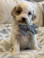 Stetson , a male Cavapoo and Cavalier King Charles Spaniel for sale in Scottsdale, AZ – 6 of 7