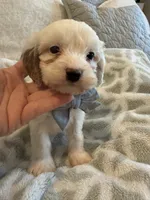 Jagger, a male Cavapoo and Cockapoo for sale in Scottsdale, AZ – 6 of 7
