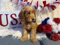 Benny, a male Goldendoodle for sale in Scottsdale, AZ – 2 of 7