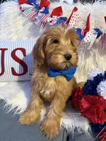 Benny, a male Goldendoodle for sale in Scottsdale, AZ – 4 of 7