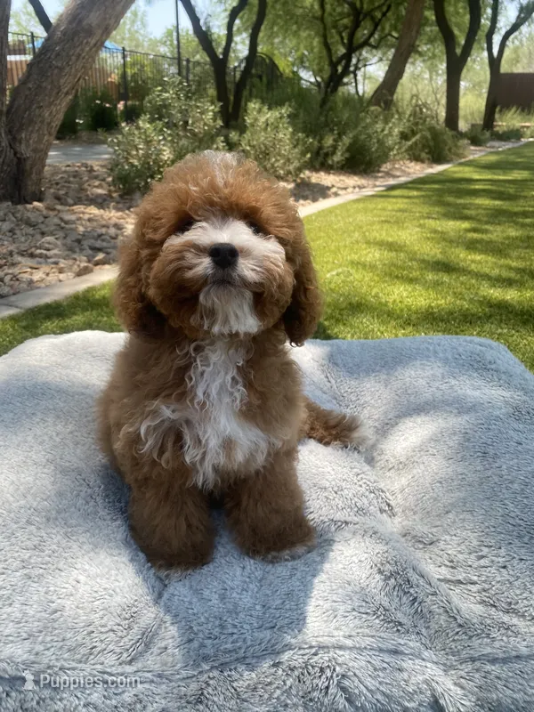 Lola – Cavapoo puppy for sale in Scottsdale, AZ