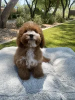 Lola, a male Cavapoo for sale in Scottsdale, AZ – 1 of 8