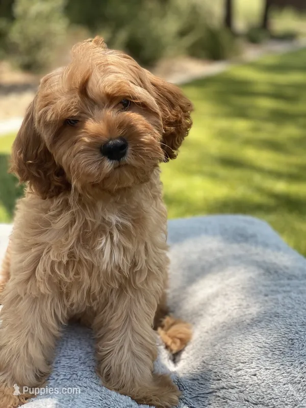 Teddy – Cavapoo puppy for sale in Scottsdale, AZ