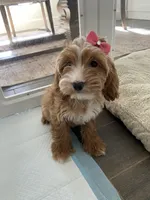 Rosie, a female Cavapoo and Cockapoo for sale in Scottsdale, AZ – 6 of 7