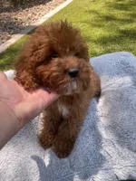 Ruby, a male Cavapoo for sale in Scottsdale, AZ – 6 of 6