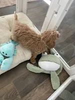 River, a male Cavapoo and Cockapoo for sale in Scottsdale, AZ – 4 of 8