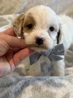 Stetson , a male Cavapoo and Cavalier King Charles Spaniel for sale in Scottsdale, AZ – 2 of 7