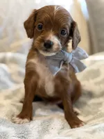 Ben, a male Cavapoo and Cavalier King Charles Spaniel for sale in Scottsdale, AZ – 4 of 8