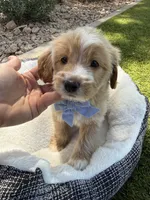 Henry, a male Miniature Goldendoodle for sale in Scottsdale, AZ – 8 of 8