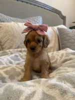 Scarlet , a female Cavapoo and Cavalier King Charles Spaniel for sale in Scottsdale, AZ – 5 of 7