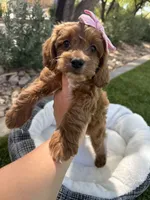 Stella, a female Miniature Goldendoodle for sale in Scottsdale, AZ – 8 of 8