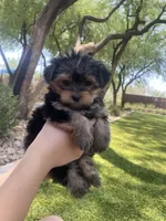 Bean ( will be tiny under 5lbs) tail done , a male Yorkshire Terrier for sale in Scottsdale, AZ – 3 of 4