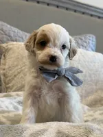 Stetson , a male Cavapoo and Cavalier King Charles Spaniel for sale in Scottsdale, AZ – 4 of 7