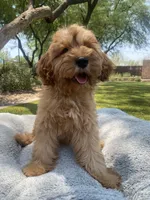 Teddy, a male Cavapoo for sale in Scottsdale, AZ – 3 of 8
