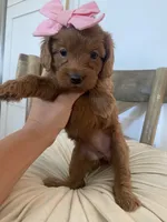 Harper (pick of the litter ) , a female Miniature Goldendoodle for sale in Scottsdale, AZ – 6 of 6
