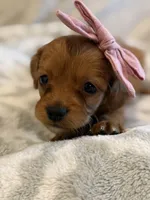 Harper, a female Cavapoo and Cavalier King Charles Spaniel for sale in Scottsdale, AZ – 6 of 6