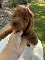 Kenzie , a female Miniature Goldendoodle for sale in Scottsdale, AZ – 5 of 6