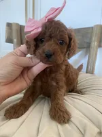 Kensie, a female Miniature Goldendoodle for sale in Scottsdale, AZ – 2 of 4