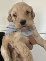 George, a male Miniature Goldendoodle for sale in Scottsdale, AZ – 2 of 7