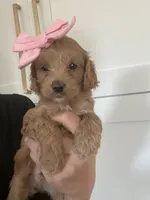 Hensley, a female Miniature Goldendoodle for sale in Scottsdale, AZ – 2 of 7