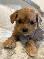 Booker, a male Maltipoo and Maltese for sale in Scottsdale, AZ – 1 of 7