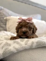 Rosie, a female Cavapoo and Cockapoo for sale in Scottsdale, AZ – 7 of 8