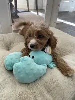 River, a male Cavapoo and Cockapoo for sale in Scottsdale, AZ – 6 of 8