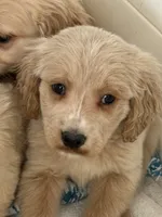 Barney, a male Cockapoo and Golden Cocker Retriever for sale in Scottsdale, AZ – Photo 1 of 2