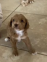 Peaches Litter MALE, a male Cockapoo and Cocker Spaniel for sale in Scottsdale, AZ – Photo 2 of 5