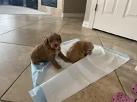 Peaches Litter MALE, a male Cockapoo and Cocker Spaniel for sale in Scottsdale, AZ – Photo 4 of 5