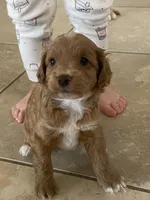 Peaches Litter MALE, a male Cockapoo and Cocker Spaniel for sale in Scottsdale, AZ – Photo 3 of 5