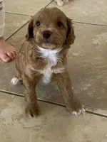 Peaches Litter MALE, a male Cockapoo and Cocker Spaniel for sale in Scottsdale, AZ – Photo 1 of 5