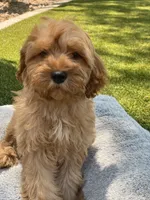 Teddy, a male Cavapoo for sale in Scottsdale, AZ – 6 of 8