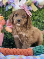 Tulip , a female Cavapoo for sale in Scottsdale, AZ – Photo 4 of 9