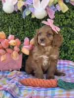 Tulip , a female Cavapoo for sale in Scottsdale, AZ – Photo 9 of 9