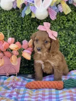 Tulip , a female Cavapoo for sale in Scottsdale, AZ – Photo 5 of 9
